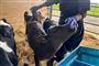 mand fodrer kalv