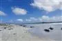 døde grindehvaler på strand