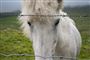 hest i fold