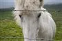 hest i fold