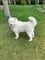 En hvid pelset hund