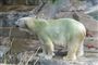 Grønne isbjørne forbløffer gæster i japansk zoo