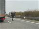 En gris på en motorvej