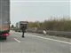 En gris på en motorvej