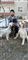 Mand sidder med to hunde