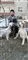 Mand sidder med to hunde