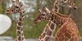 Foto: Københavns Zoo