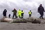 døde sæler på strand