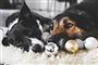To hunde ligger ved nogle julekugler