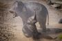 elefant kæmper for at holde sig på benene