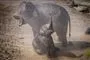 elefant kæmper for at holde sig på benene