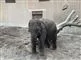 En lille elefantunge i zoo