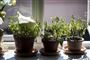 planter i vindueskarmen