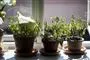 planter i vindueskarmen