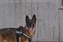 En politihund