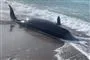 død hval på strand