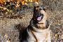 Hund redder ejers liv