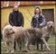 par med to store hunde