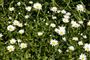 blomster i en plæne