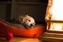 hund sover 