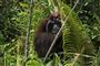 En orangutang i junglen
