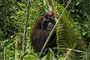 En orangutang i junglen