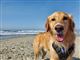 hund på strand