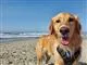 hund på strand