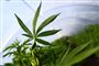 en cannabisplante