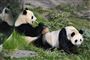 to panda bjørne