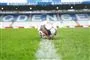 nærbillede af fodbold