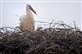 Stork i rede