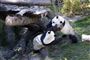 to pandaer