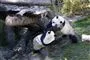 to pandaer