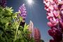 Blomster i en have