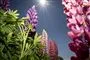 Blomster i en have