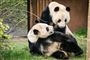 to pandaer i zoo