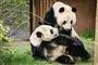 to pandaer i zoo