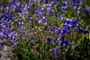 blomster i have