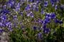 blomster i have