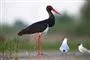 Sort stork