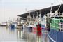 mange fiskekuttere i havnen