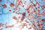 Et japansk kirsebærtræ i blomst