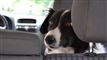 en hund i en bil