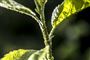 plante