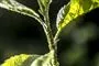 plante