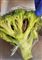 Et  broccoli hoved med en slange i. 