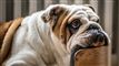 en hund flader ud i en stol