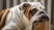 en hund flader ud i en stol