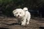 en hund
